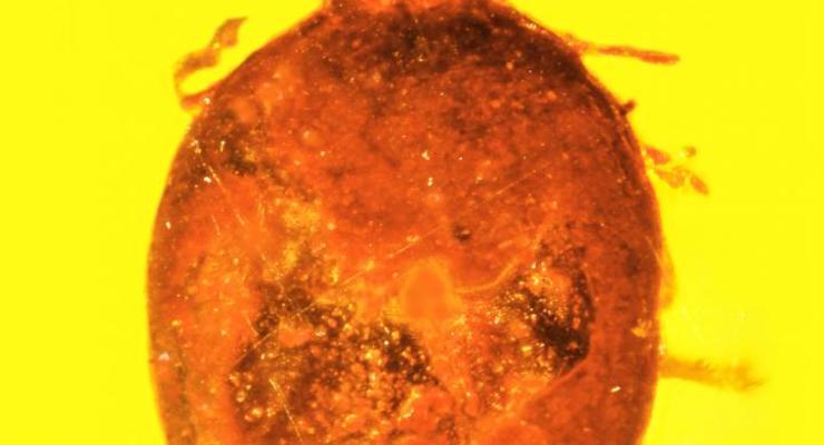 В куске янтаря найден клещ, укусивший предка человека 20 млн лет назад