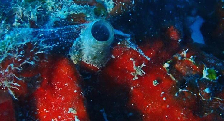 Ученые нашли неизвестную улитку-спайдермена недалеко от Флориды