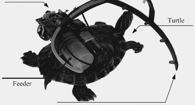 Черепаху-биоробота отправили в автономное плавание