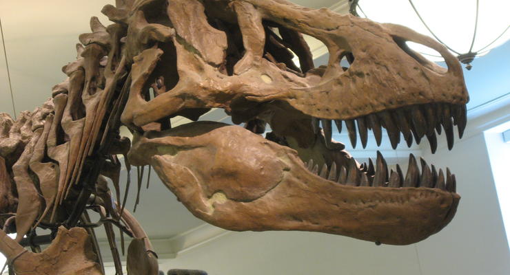 Ученые измерили силу укуса тираннозавра
