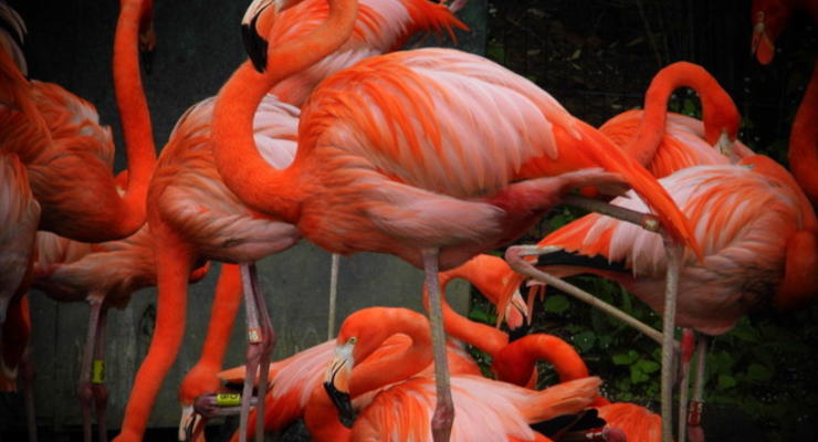 Ученые выяснили, почему фламинго стоят на одной ноге
