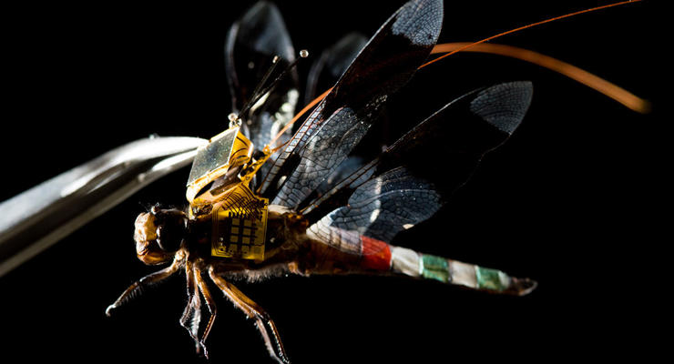 Ученые показали первую в мире стрекозу-киборга