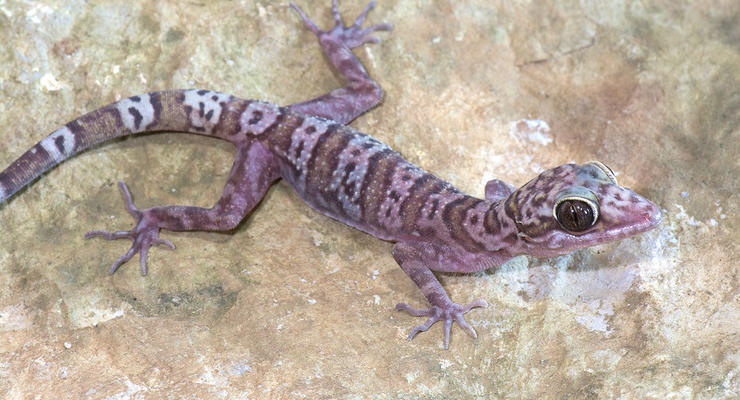 В Мьянме нашли два десятка новых видов гекконов