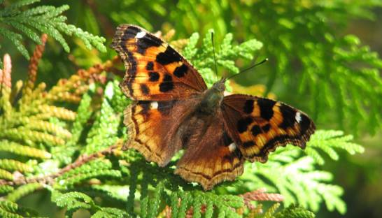 За четверть века в Европе массово исчезли насекомые