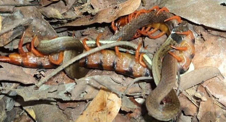 Гигантская сколопендра сожрала беременную змею