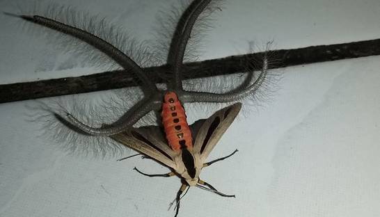 Странное насекомое с щупальцами удивило Сеть