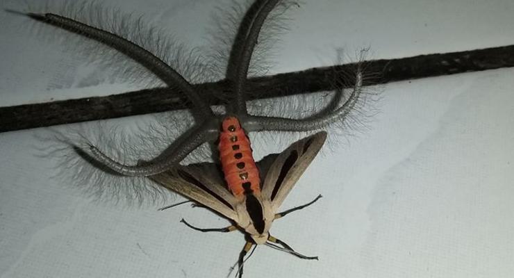 Странное насекомое с щупальцами удивило Сеть