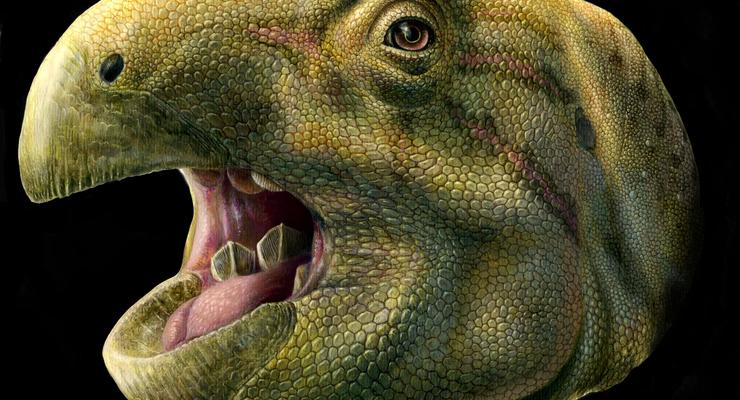 Зубы-ножницы: Обнаружен новый вид динозавров