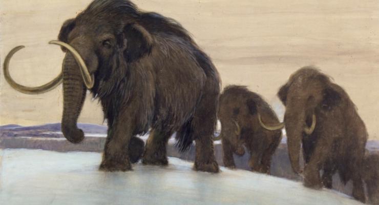 Ученые: Самцы мамонтов погибали без самок