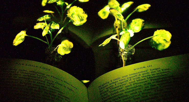 В США вырастили светящиеся растения