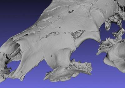 В Канаде нашли древнего медведя-сладкоежку