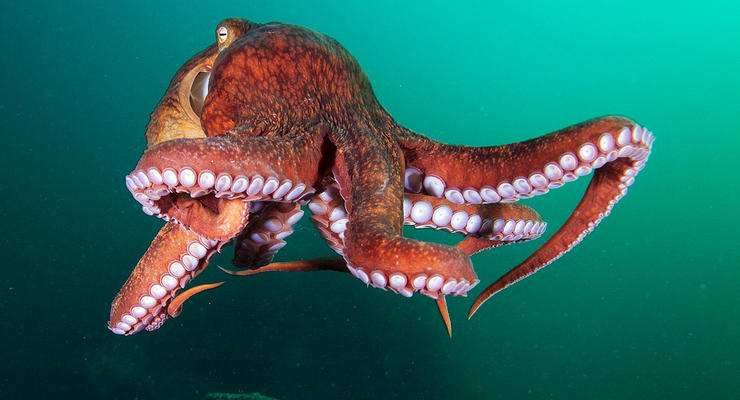 В океане обнаружили новый вид гигантских осьминогов