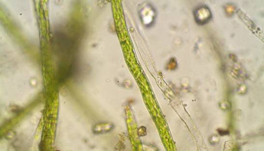 Найден предполагаемый общий предок всего живого на Земле