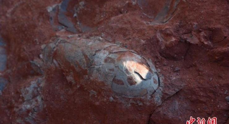 В Китае случайно нашли кладку яиц динозавров
