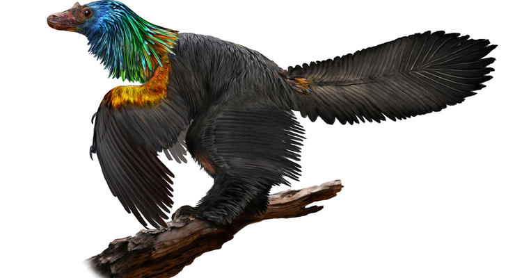 В Китае нашли останки динозавра-попугая
