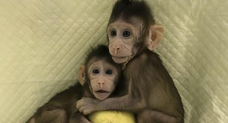 В Китае успешно клонировали обезьян