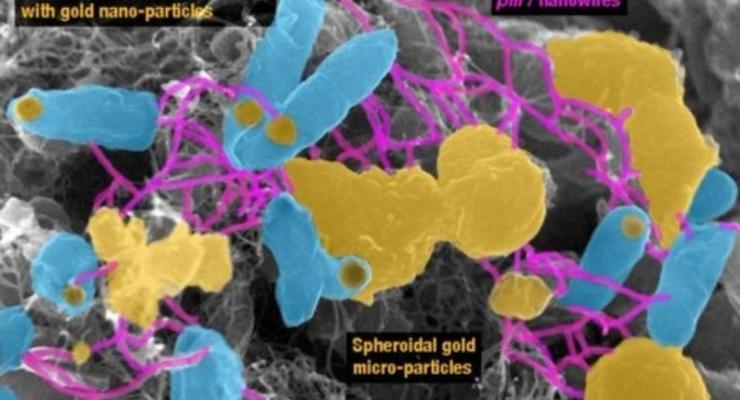 Обнаружены бактерии, превращающие крупинки золота в самородки