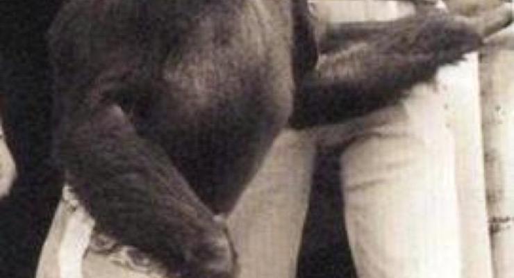 Ученый: В США создали гибрид человека с обезьяной