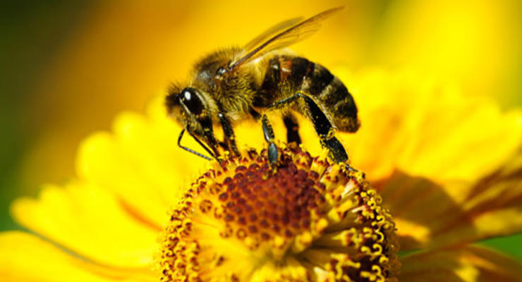 Ученые обнаружили среди пчел гопников