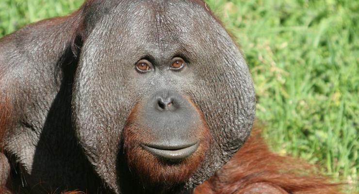 На Борнео исчезли 150 тысяч орангутанов