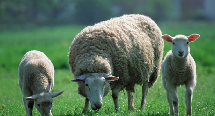 Биологи вывели эмбрионы овец с человеческими генами