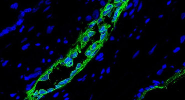 Найден новый вид стволовых клеток