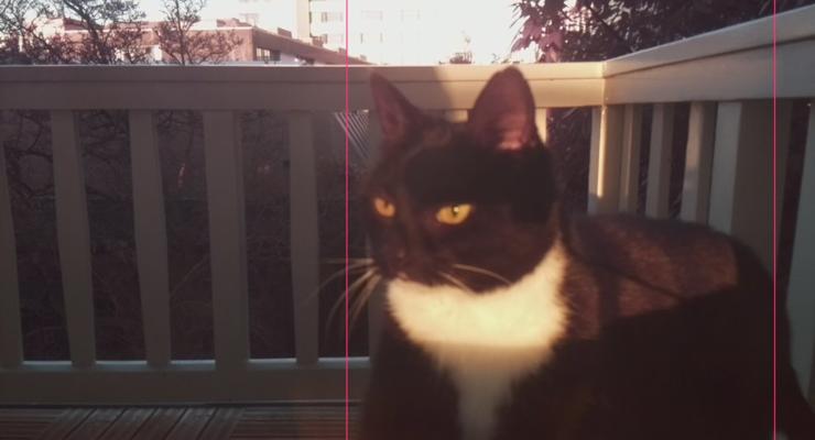 Голландский программист создал распознаватель кота