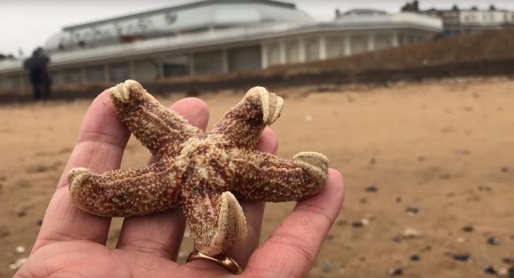 Из-за шторма на берег Британии выкинуло тысячи морских звезд