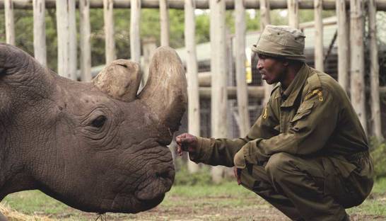 Умер последний в мире самец белого носорога