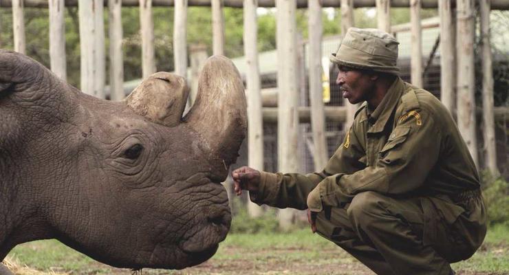 Умер последний в мире самец белого носорога