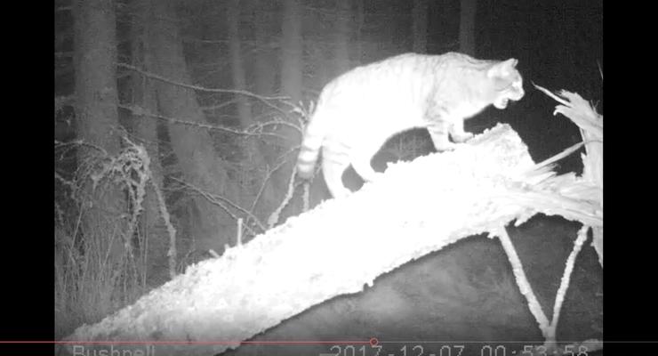 В Шотландии на камеру засняли крупнейшего лесного кота
