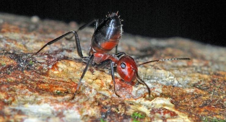 Открыт новый вид взрывающихся муравьев