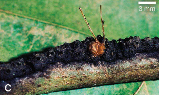 Американские муравьи используют ловушки для охоты