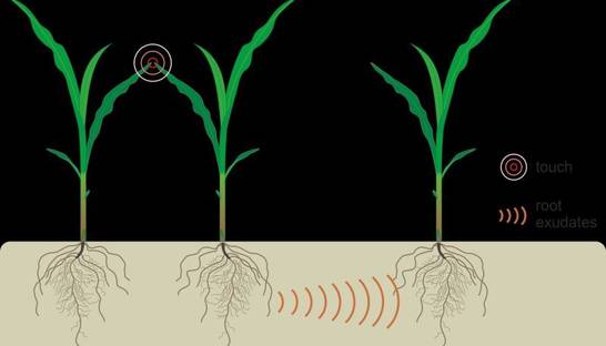 У растений обнаружена система коммуникаций через корни