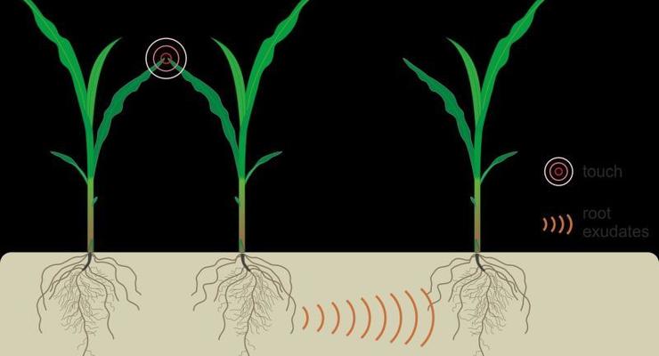 У растений обнаружена система коммуникаций через корни