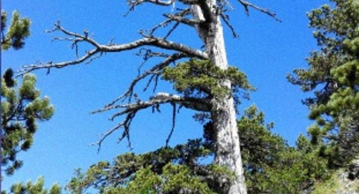 Найдено старейшее дерево Европы