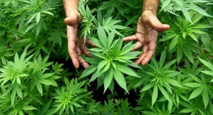 Марихуана токсин можно ли вырастить марихуану дома