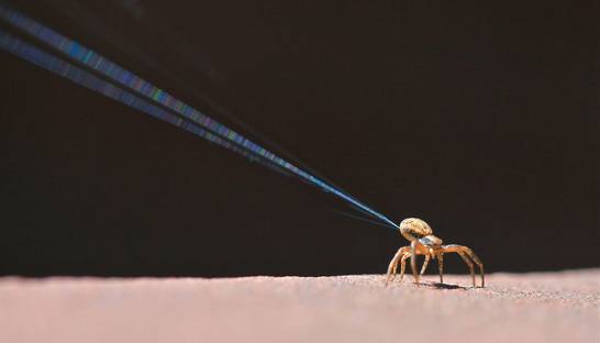 Пауки используют электричество для полетов