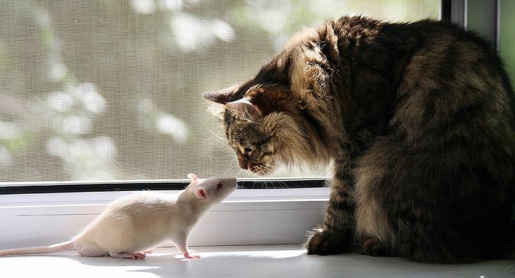 Для кошек вегетарианцев начали выращивать искусственное мясо мышей