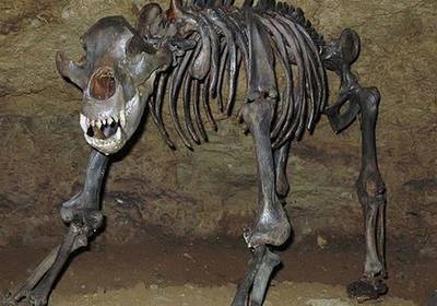 Древний пещерный медведь оказался вегетарианцем