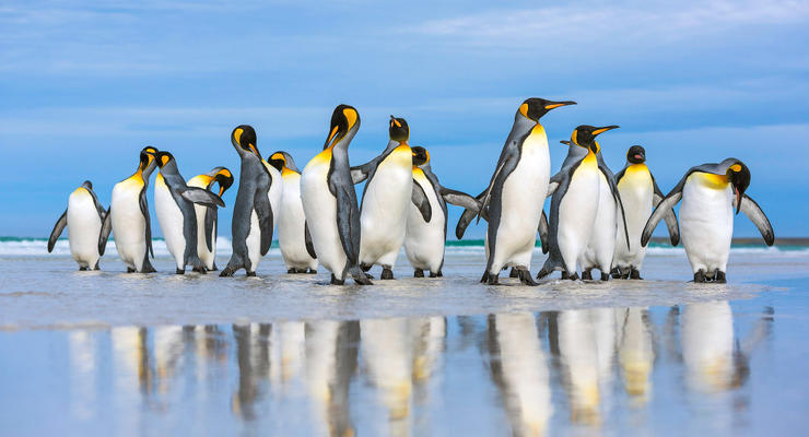 Гигантская колония королевских пингвинов рекордно сократилась
