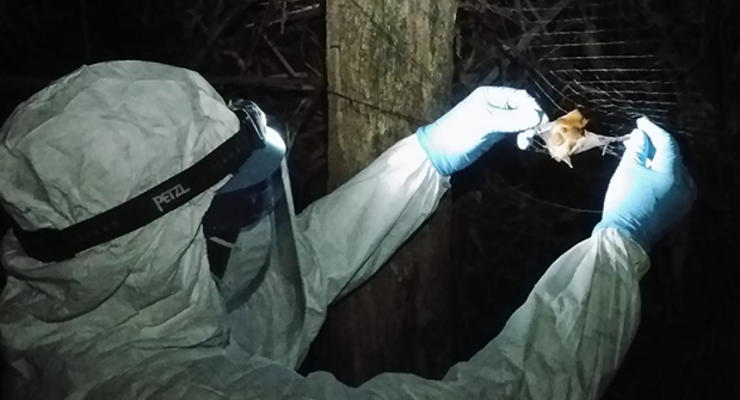 Ученые нашли переносчика нового вируса лихорадки Эбола