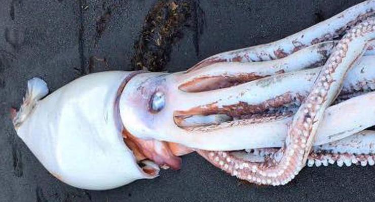 В Новой Зеландии на берег выкинуло гигантского кальмара