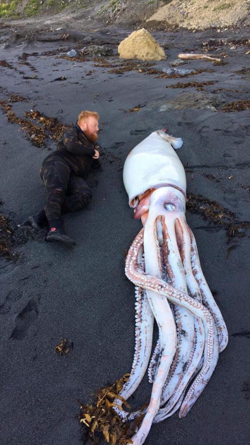 В Новой Зеландии на берег выкинуло гигантского кальмара / facebook.com/OceanHunterTeam