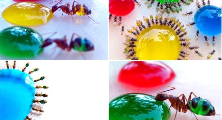 Цветные муравьи: Как безопасно покрасить насекомых