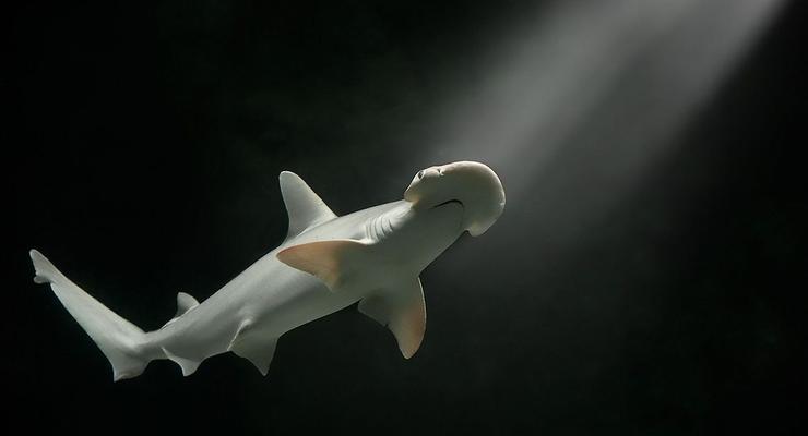 Найдена первая акула-вегетарианец
