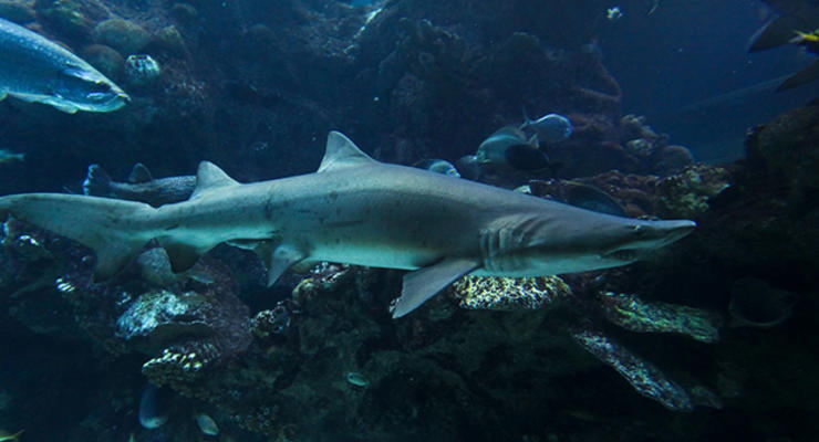Укусившую подростка акулу нашли по ДНК
