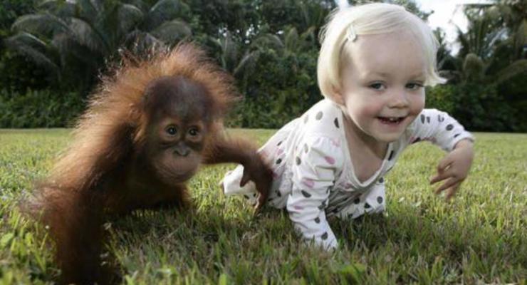 Дети и обезьяны используют одинаковый язык жестов