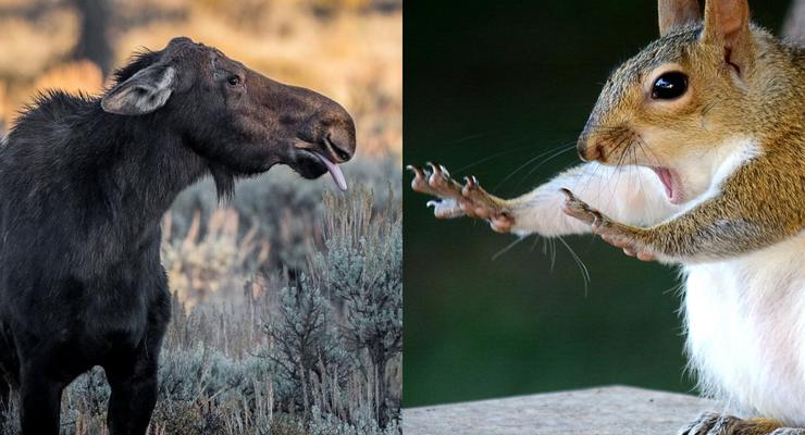 Языкатый лось и белка паникер: Самые смешные фото конкурса Wildlife Photography