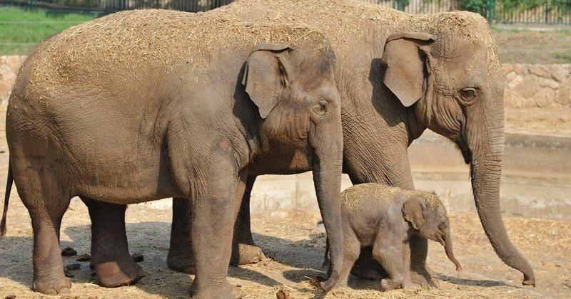 День в истории: 22 сентября - Защита слонов и рождение Фарадея / nashzeleniymir.ru